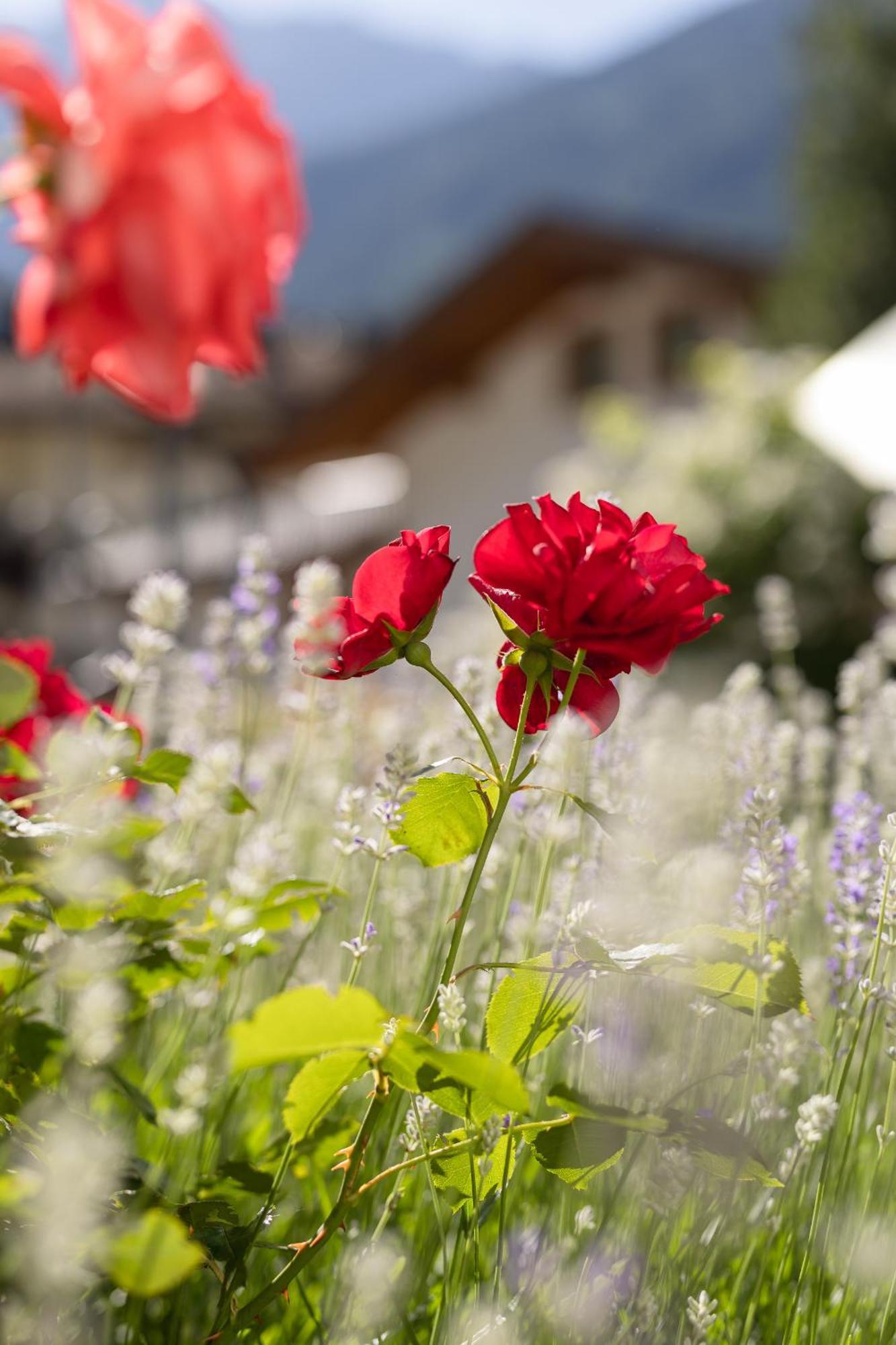 Pension Gulla - Ferienhaus Appartements B&B Neustift im Stubaital Buitenkant foto